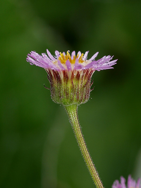 Erigeron - Erigeron atticus ?