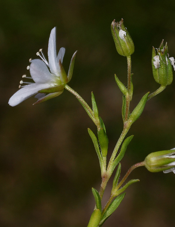 Cariophyllacea
