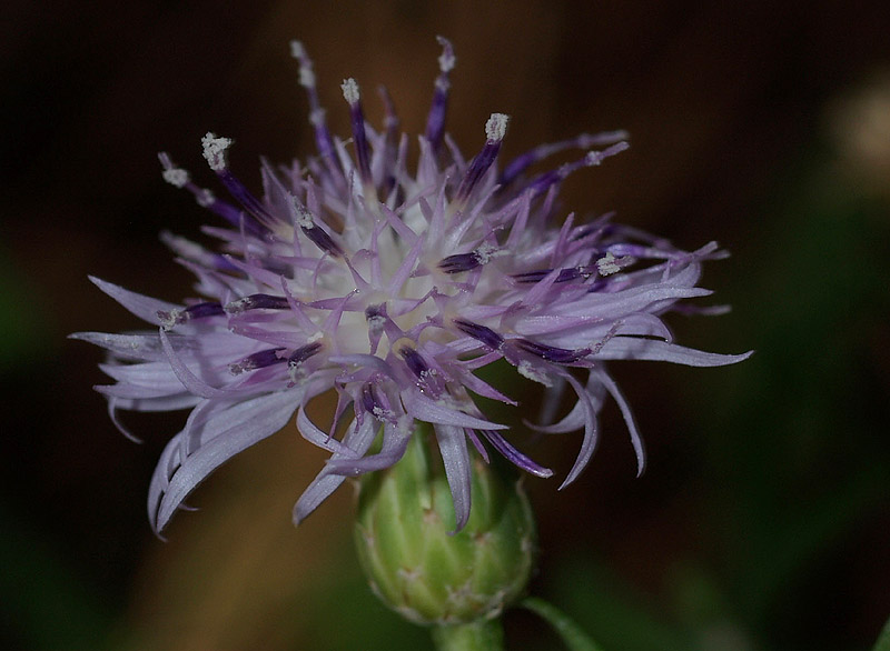 Centaurea aplolepa subsp. ligustica e intruso (foto 2-3)