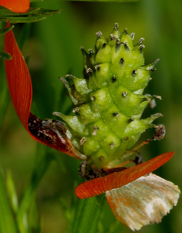 Adonis flammea e A. aestivalis