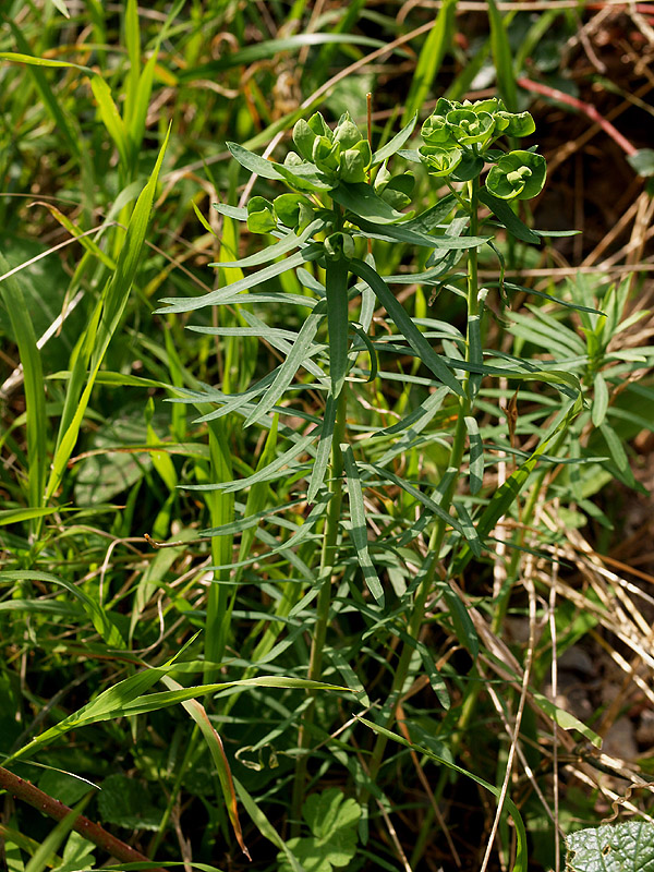Euphorbia amygdaloides