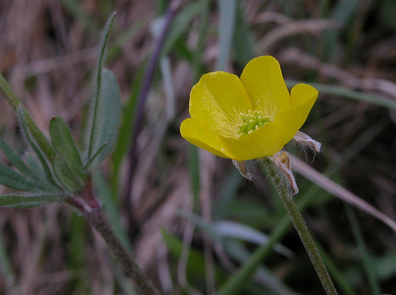 Ranunculus 1