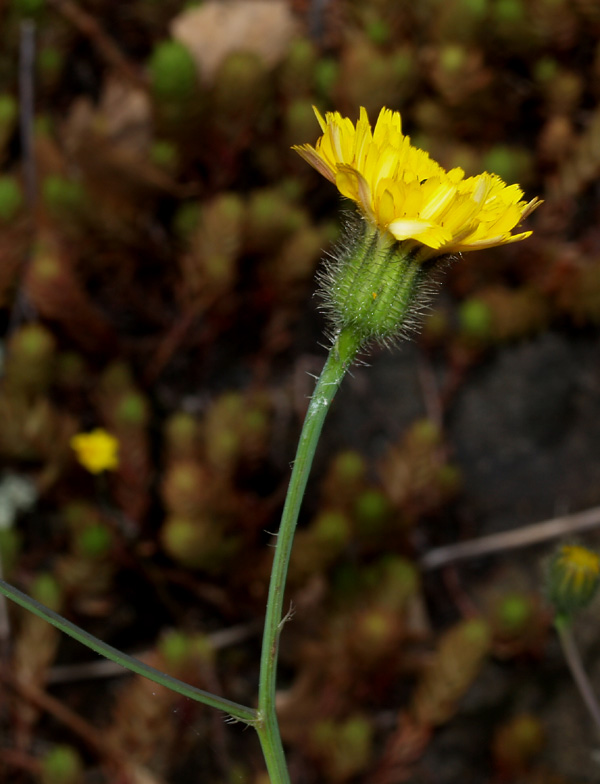 Hypochaeris achyrophorus / Costolina annuale