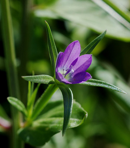 Legousia falcata / Specchio di Venene minore