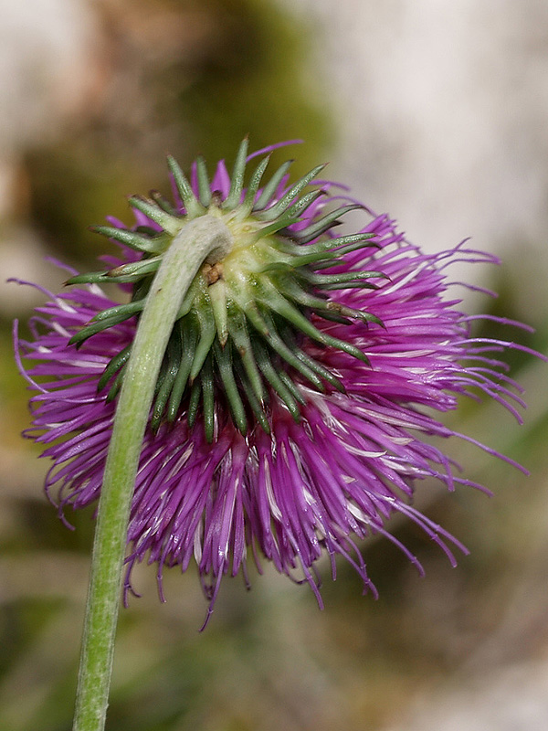 Carduus defloratus  subsp. defloratus / Cardo dentellato