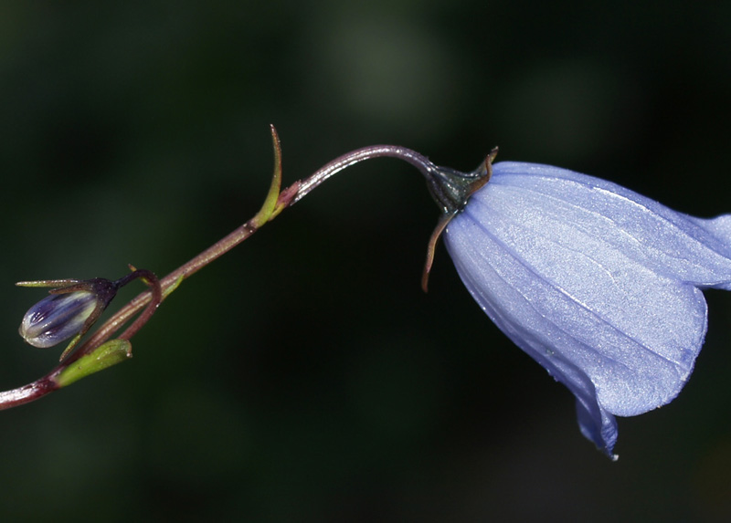 Campanula cochlearifolia