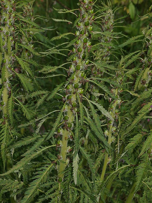 Pedicularis hacquetii / Pedicolare di Hacquet