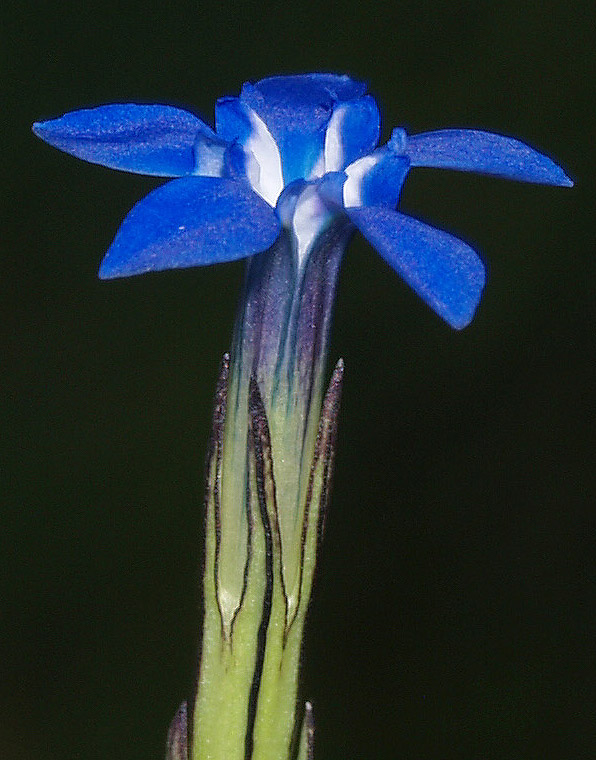 Gentiana nivalis / Genziana nivale