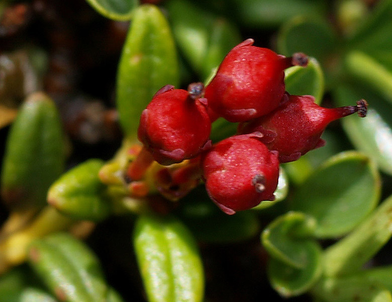 Kalmia procumbens (= Loiseleuria procumbens) / Azalea delle alpi