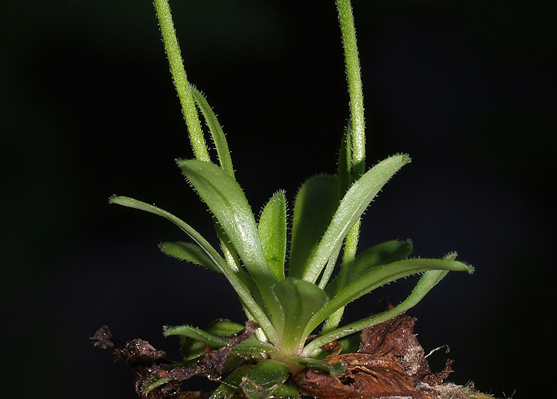 Androsace obtusifolia / Androsace gelsomino