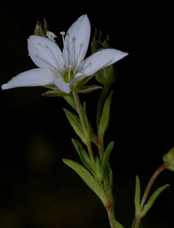 Cariophyllacea