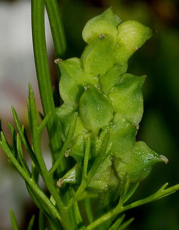 Adonis flammea e A. aestivalis