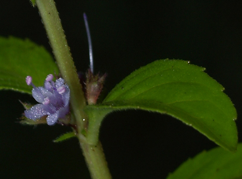 Mentha arvensis