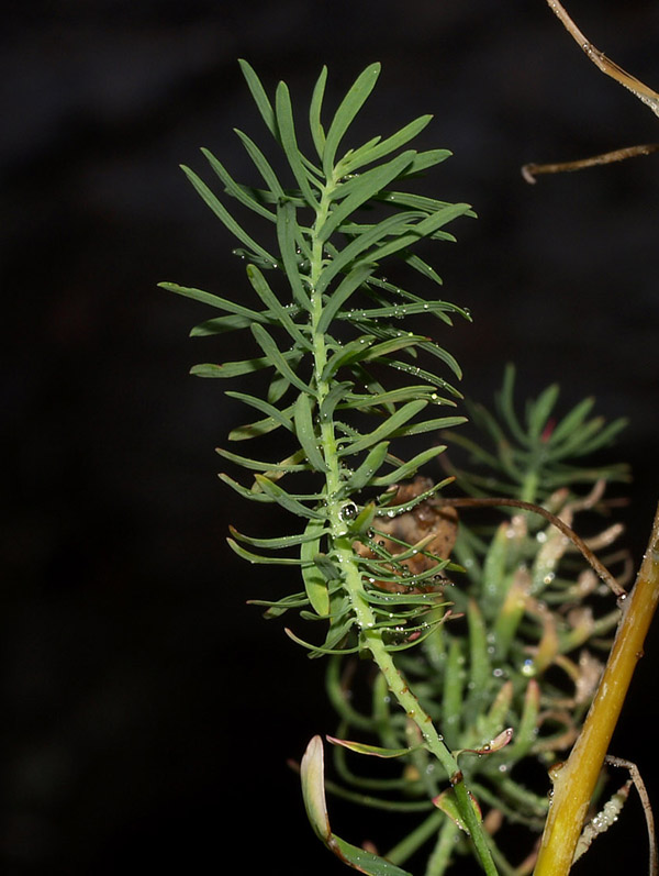 Euphorbia cyparissias
