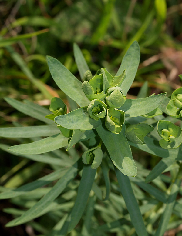 Euphorbia amygdaloides