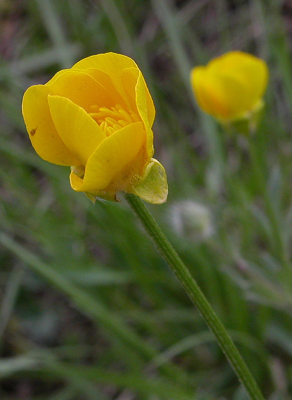 Ranunculus 1