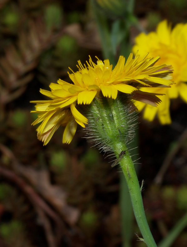 Hypochaeris achyrophorus / Costolina annuale