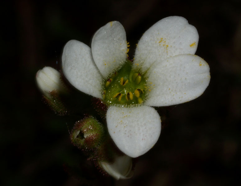 Saxifraga bulbifera / Sassifraga bulbifera