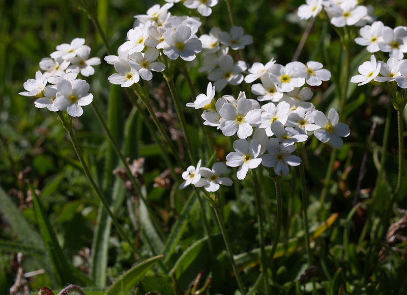 Androsace obtusifolia / Androsace gelsomino