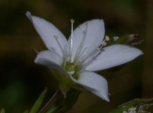 Cariophyllacea