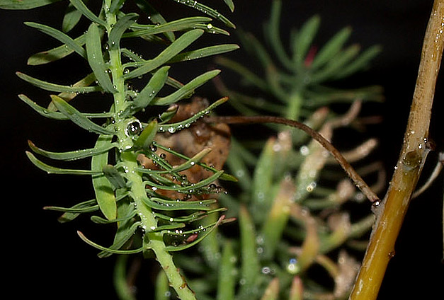 Euphorbia cyparissias