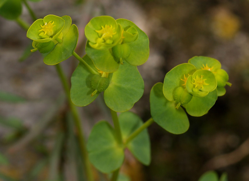 Euphorbia amygdaloides