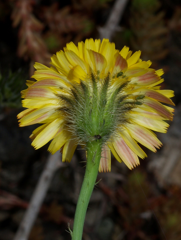 Hypochaeris achyrophorus / Costolina annuale