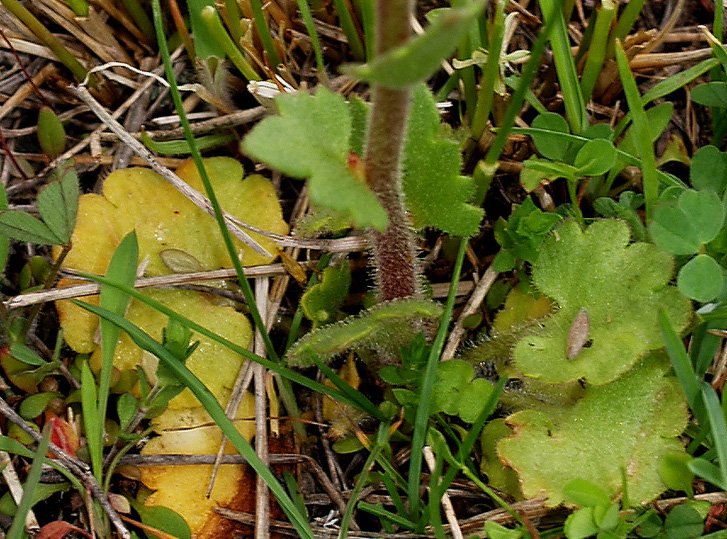 Saxifraga bulbifera / Sassifraga bulbifera