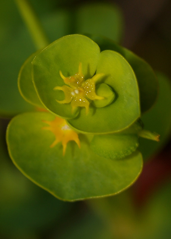 Euphorbia amygdaloides
