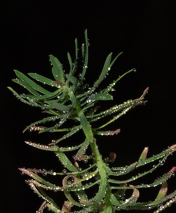 Euphorbia cyparissias
