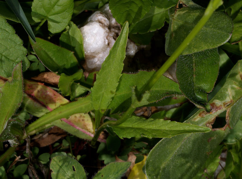 Phyteuma orbiculare