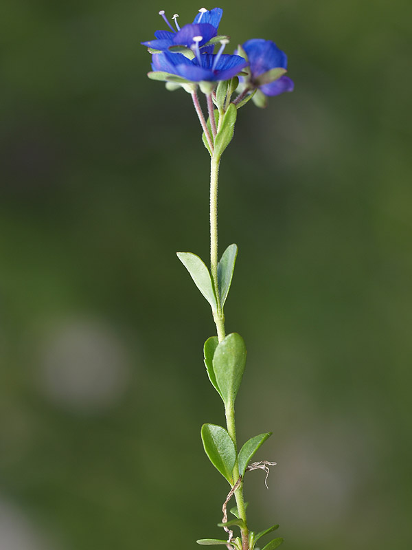 Veronica bellidioides / Veronica con foglie di margherita