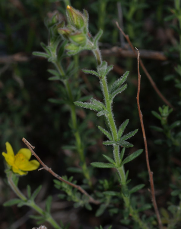Fumana ericifolia e Fumana cfr. thymifolia
