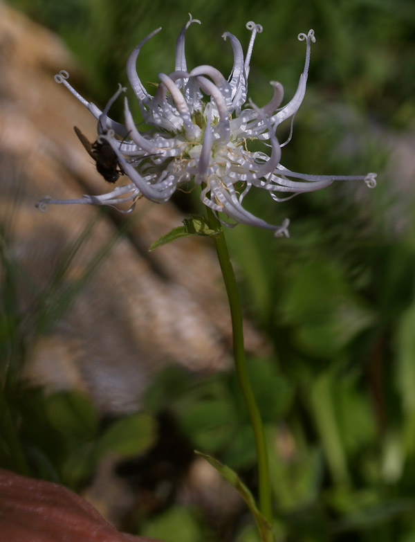 Phyteuma orbiculare