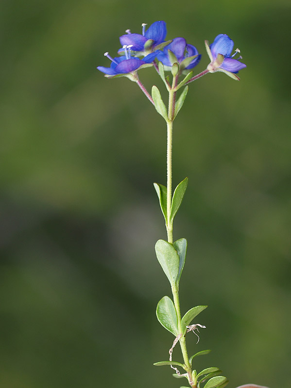Veronica bellidioides / Veronica con foglie di margherita