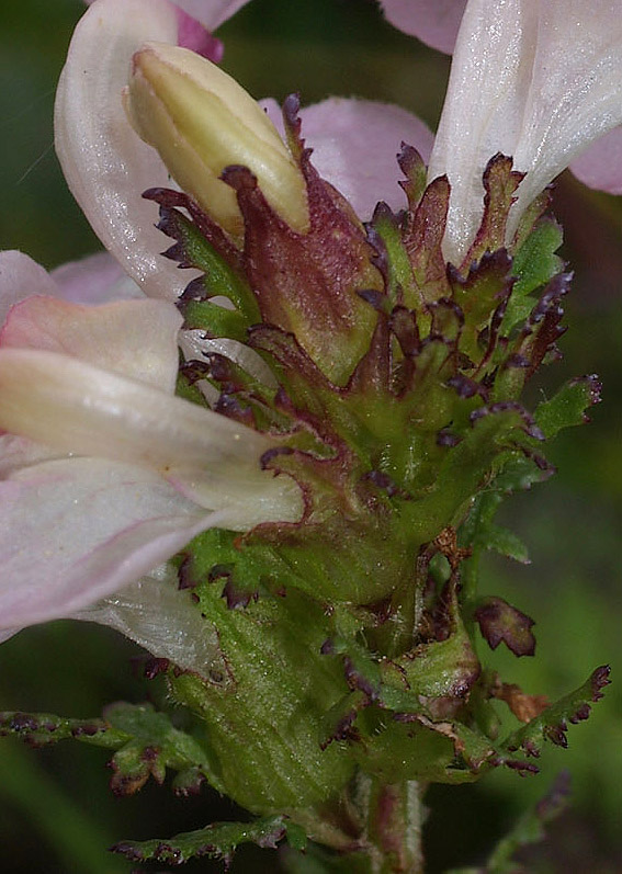 Pedicularis rostratocapitata / Pediculare a spiga breve