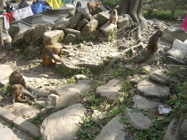 Nepal