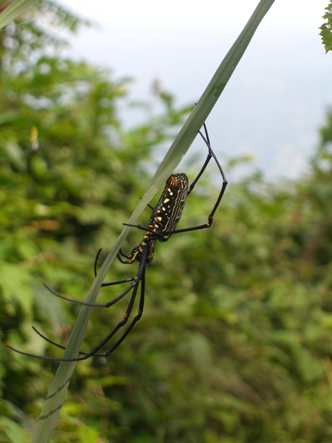 Nepal