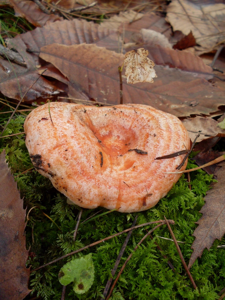 Luned� 10 Novembre