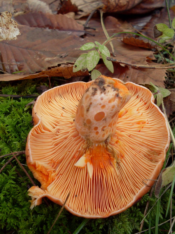 Luned� 10 Novembre