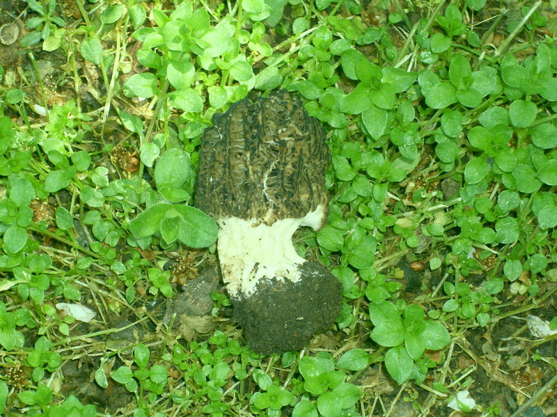 Morchella conica