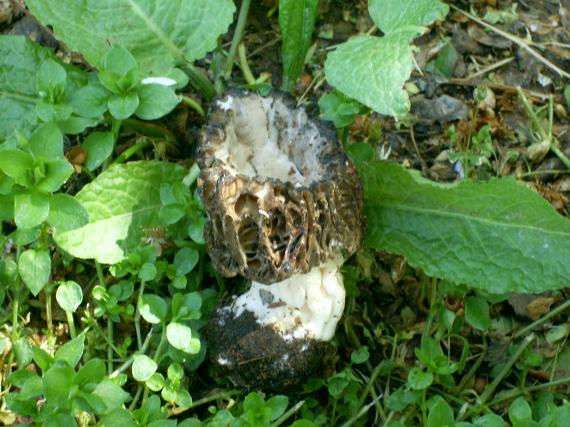 Morchella conica