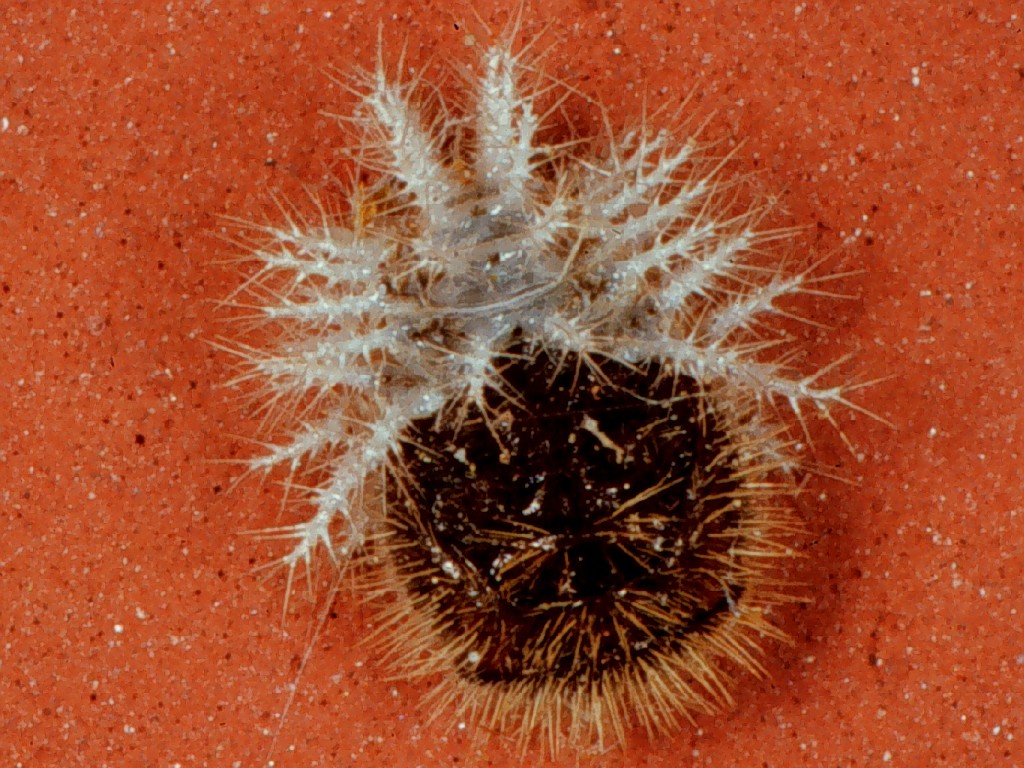 Larva di Crisomelide Cassidino