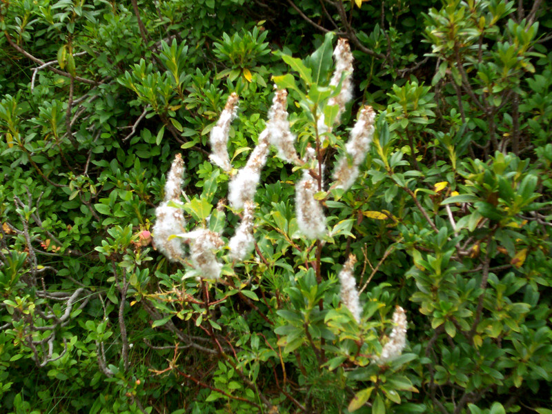 strano fiore in Valturnanche - no, frutti di Salix sp.