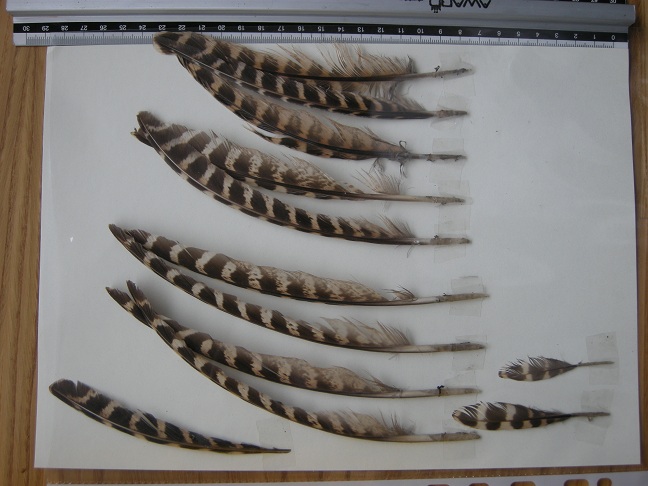 da determinare.rapace?