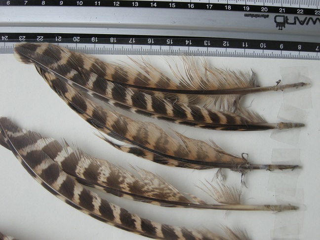 da determinare.rapace?