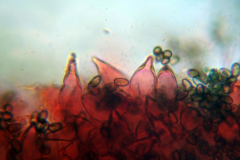 Da determinare (cfr. Psathyrella spadicea/sarcocephala)