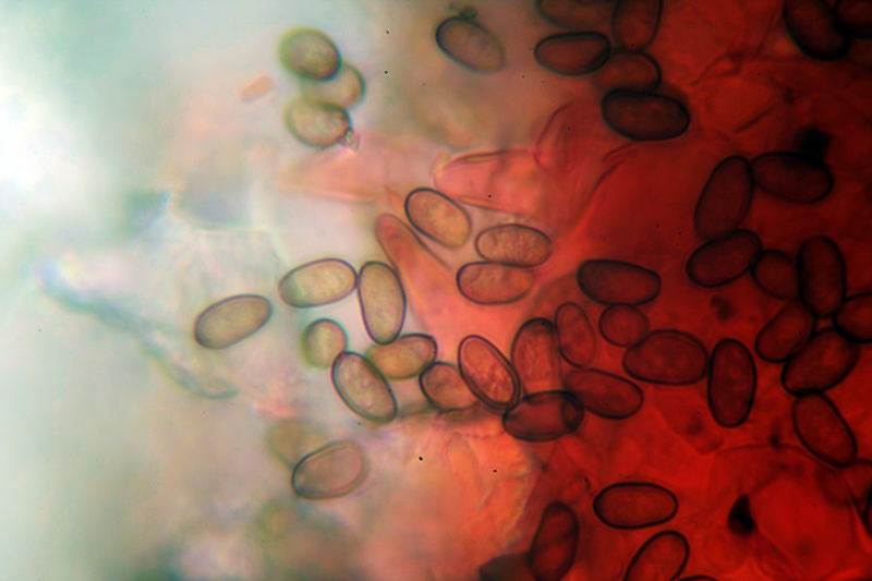 Da determinare (cfr. Psathyrella spadicea/sarcocephala)