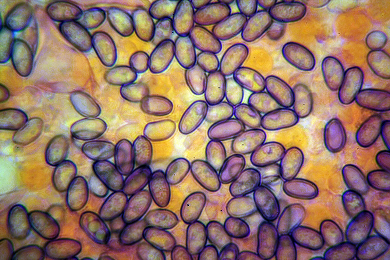 Da determinare (cfr. Psathyrella spadicea/sarcocephala)
