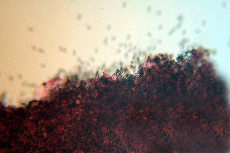 Da determinare (cfr. Psathyrella spadicea/sarcocephala)